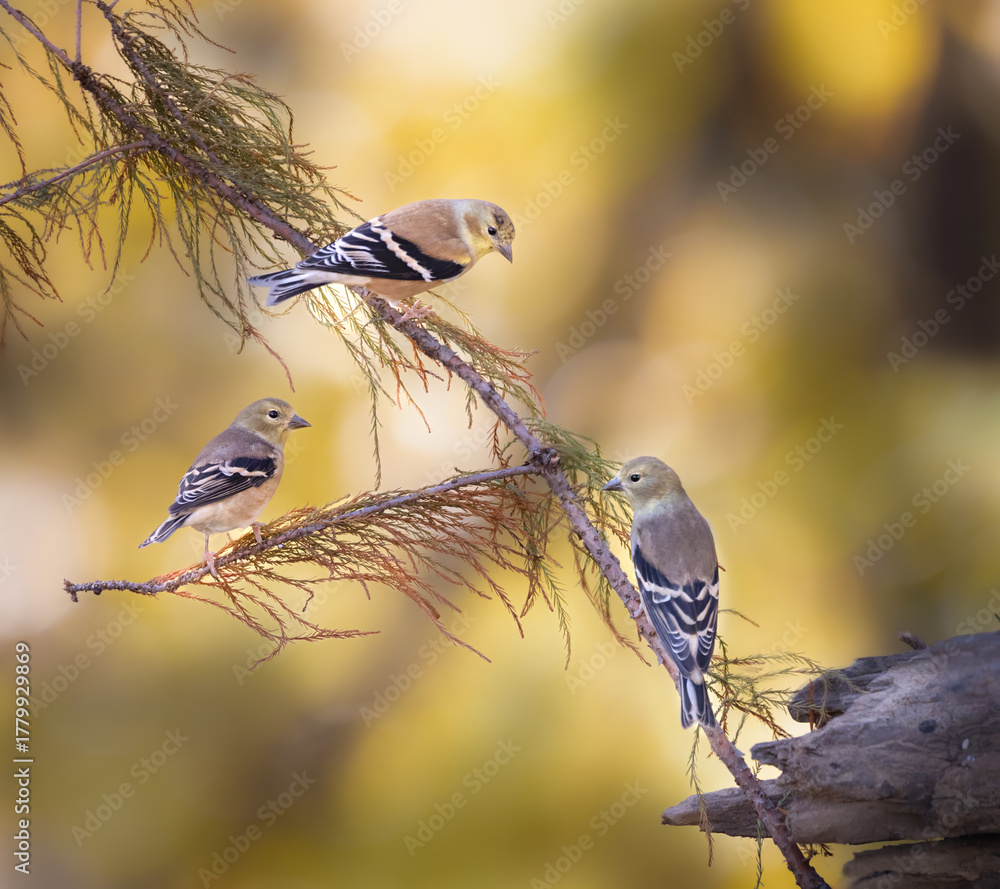 Fototapeta premium three goldfinches on redwood branch
