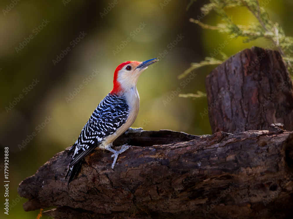 Obraz premium red bellied woodpecker on perch