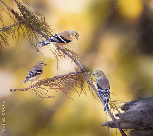 three goldfinches on redwood branch