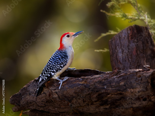 red bellied woodpecker on perch