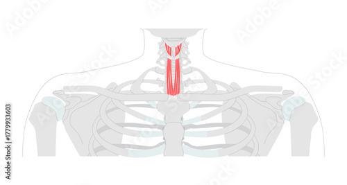 Sternohyoid Thyrohyoid - Human infrahyoid muscle shown in anatomy diagram responsible for depressing the hyoid bone, aids in swallowing and speech, medical reference and cervical region education.