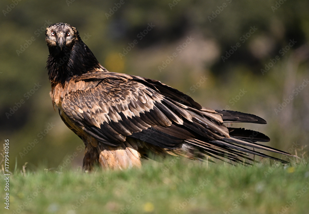 Fototapeta premium a powerful bearded vulture in the mountain