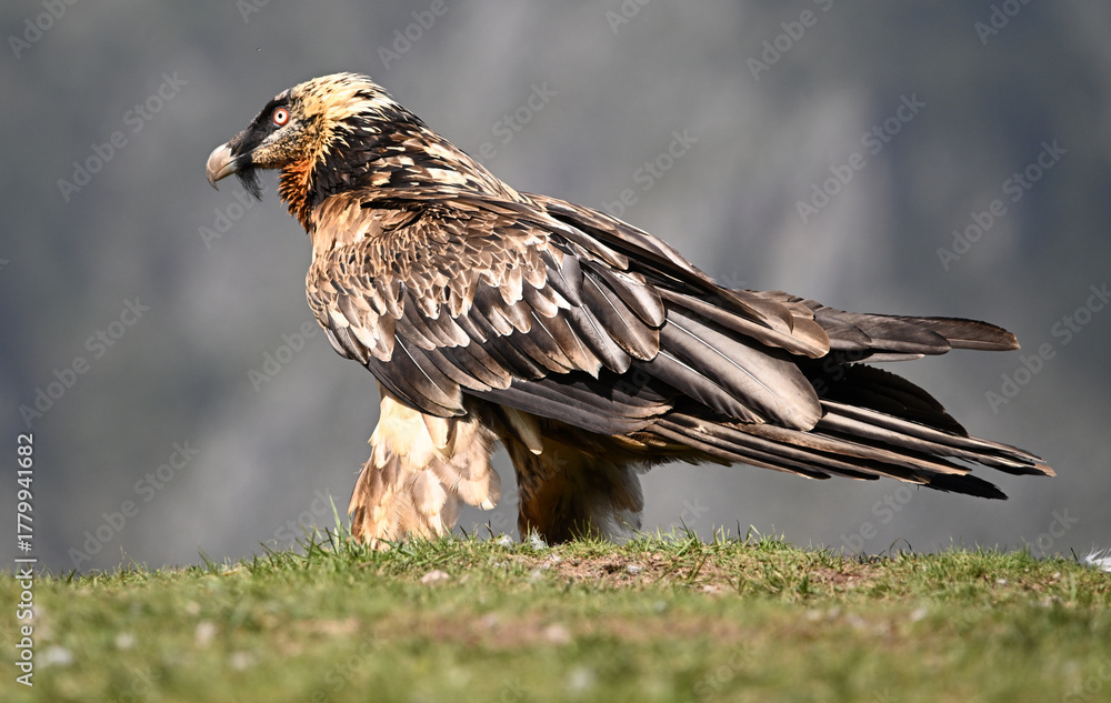 Fototapeta premium A serious bearded vulture in spain