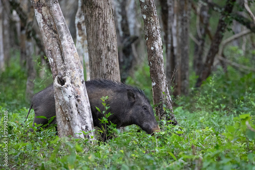 A wild boar scrummaging through the jungles of Wilpattu national park.