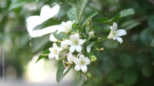 Nature background with blurred background