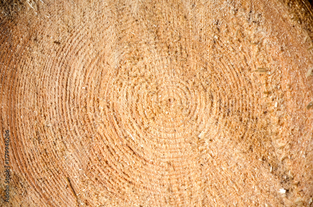 Fototapeta premium Close up of a freshly cut tree trunk showing its prominent concentric growth rings and fine sawdust texture. The wood is a light, natural brown color