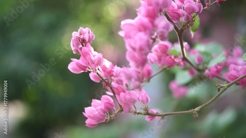 Nature background with blurred background