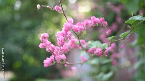 Nature background with blurred background