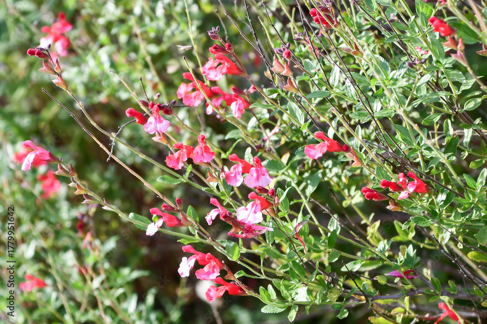 Obraz premium サルビア・ミクロフィラ Cherry Sage