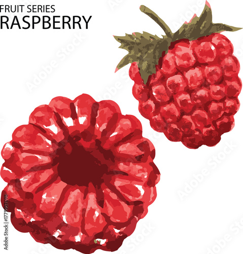 vector illustration raspberry on white background