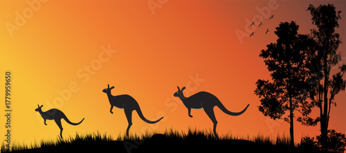kangaroo hoping in sunset
