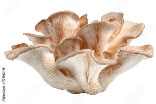 Wallpaper Mural Intricate seashell with delicate petal like structures against a black background Torontodigital.ca