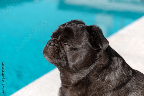 Cute black pug sitting by the swimming pool on a sunny day with eyes closed, blurred blue water in background, peaceful expression, concept of relaxation, vacation and leisure. Side view
