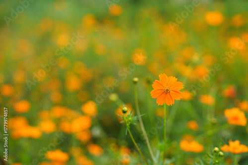 鮮やかなオレンジ色のキバナコスモス