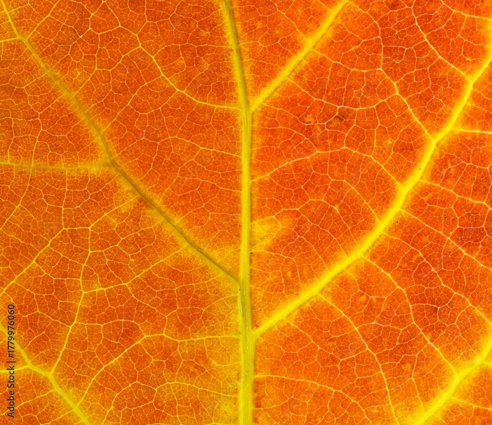 Obraz premium close up on red autumn leaf texture