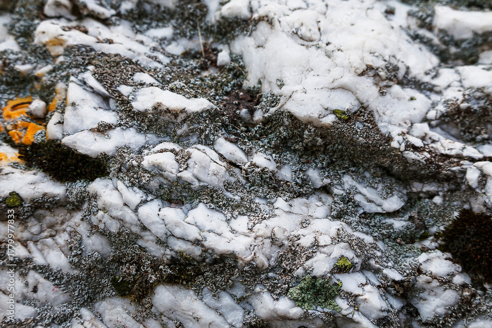 Fototapeta premium Jagged white quartz rock is intricately covered with diverse gray, dark green, and bright yellow-orange lichen and moss, creating a rugged texture.