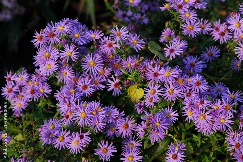 Fototapeta premium beautiful lilac chrysanthemums close up