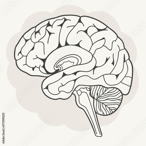 Human brain anatomy illustration