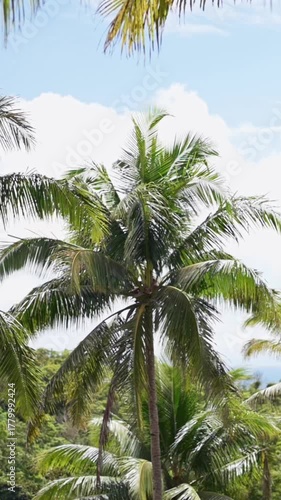 Wallpaper Mural Vertical screen showing tall coconut palm trees with bright tropical sky in Bohol Island Philippines Vertical screen tall coconut palms with scenic tropical sky in Bohol Island Philippines Torontodigital.ca