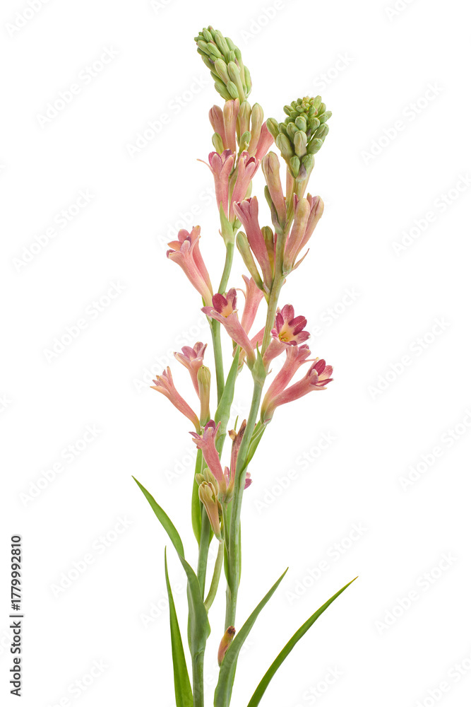 Fototapeta premium Pink Tuberose Flower Isolated on White Background with Clipping Path