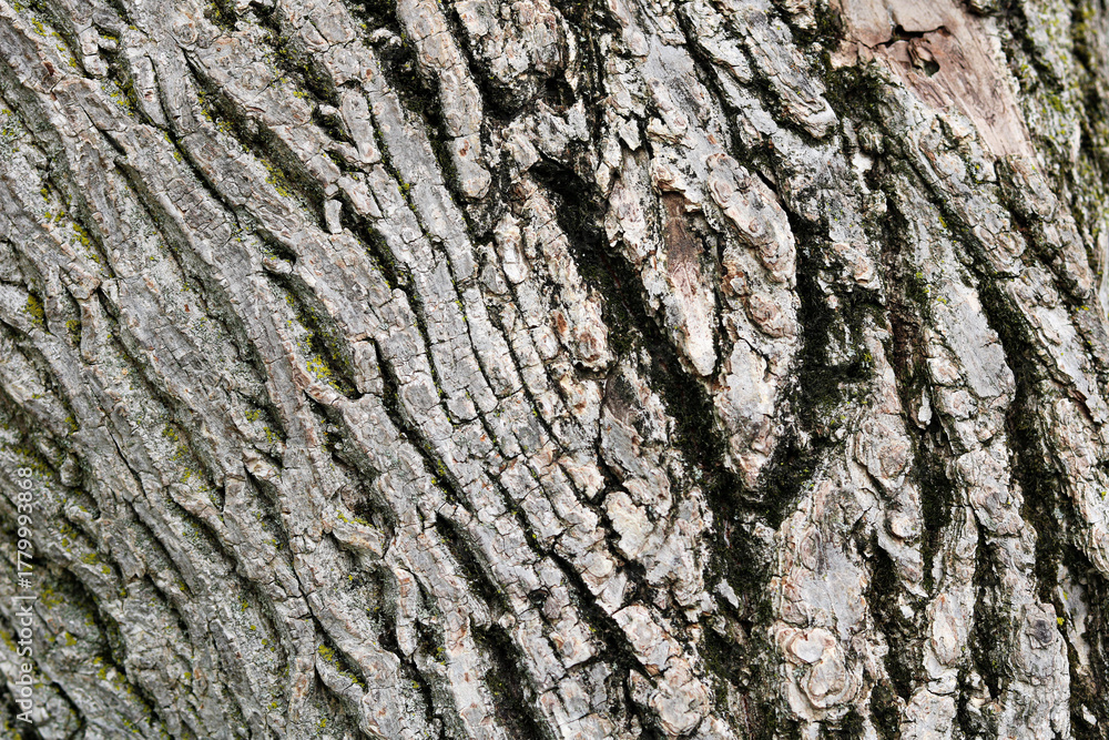 Obraz premium A full-frame background of a natural tree bark texture, showcasing a rugged, detailed surface with deep cracks, grooves, and patches.