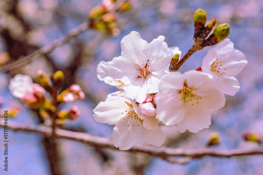 Fototapeta premium ソメイヨシノ桜3ー66