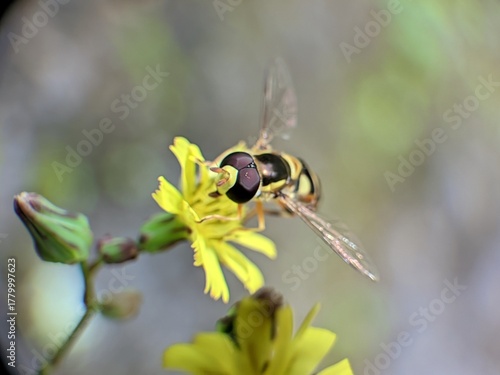 The insect in the picture is a hoverfly, a member of the Syrphidae family.