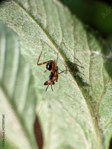 The image shows the orchid praying mantis (Creobroter gemmatus) in the nymph stage or the spotted praying mantis (Creobroter pictipennis)