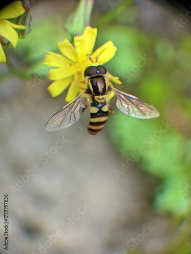The insect in the picture is a hoverfly, a member of the Syrphidae family.