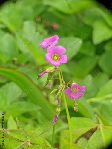 pink flower in the garden