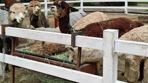 Herd of Alpacas Feeding on Hay in a Pen at a Farm