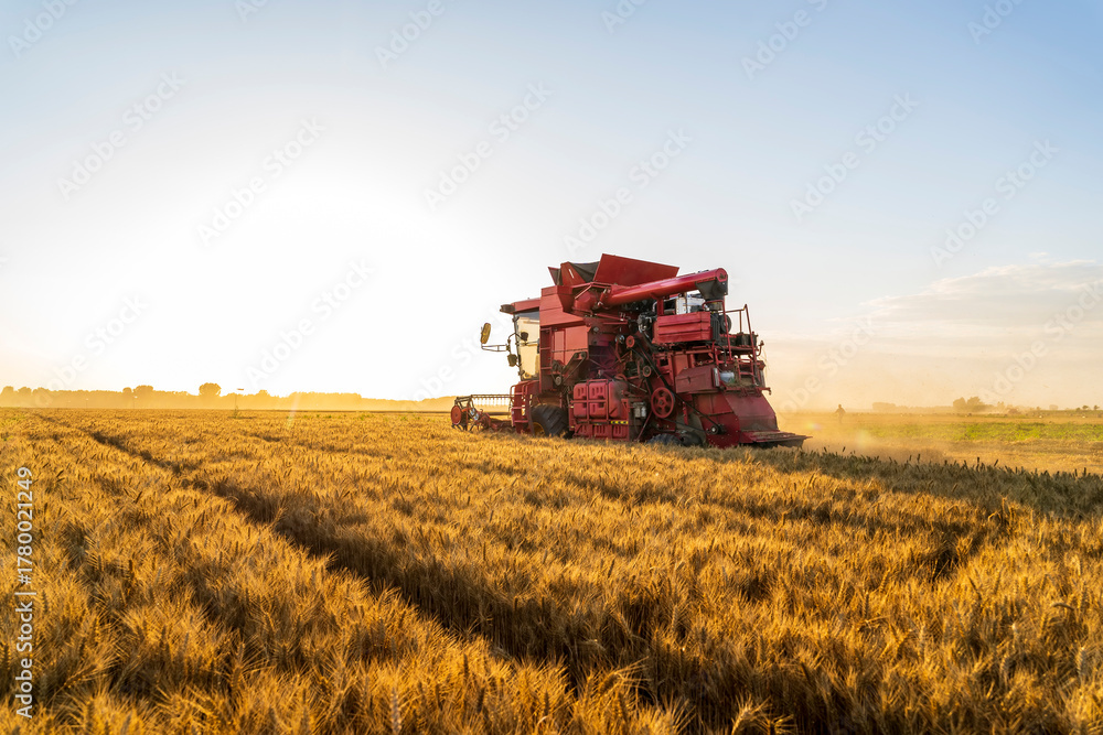 Obraz premium The combine is harvesting the wheat in the evening