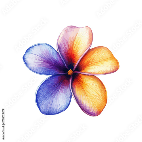 frangipani flower drawn vector illustration
