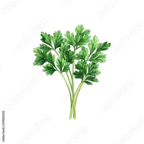 parsley hand drawn vector illustration