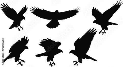Bird of prey silhouette, hawk vector, eagle flying pose, black bird sketch, talon extended, predator bird, landing bird illustration