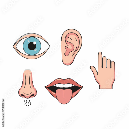 vector illustration of the five human senses with a white background 