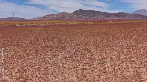 In one of the driest places on earth, the Atacama Desert, a flower blanket occurs every time the right amount of rainfall and temperature come together to awaken long-dormant seeds. 