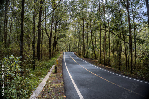 Asphalt road or highway with road markings in the middle of the forest