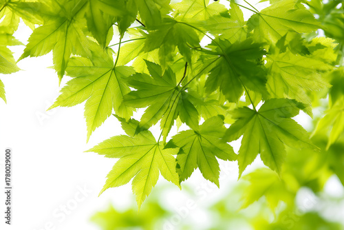 Vibrant Green Maple Leaves Illuminated by Sun