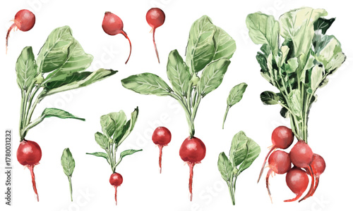 手描き水彩タッチのラディッシュの素材セット