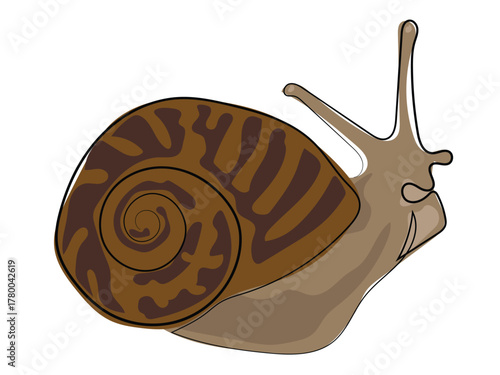 Snail in continuous line drawing