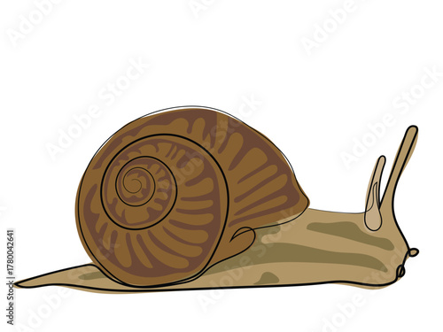 Snail in continuous line drawing
