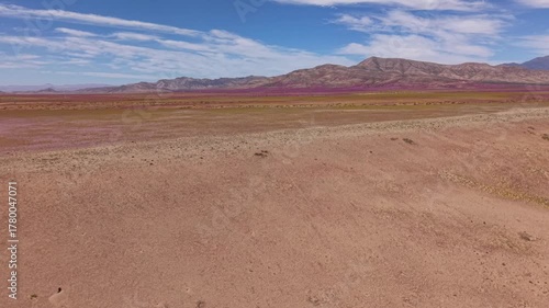 In one of the driest places on earth, the Atacama Desert, a flower blanket occurs every time the right amount of rainfall and temperature come together to awaken long-dormant seeds. 