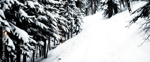 Black and white winter forest landscape with a snowy pine tree against a cold sky.