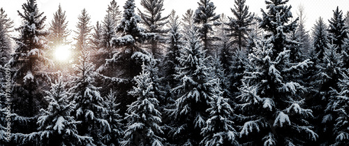 Winter nature landscape with dry grass in the sun and white snowy forest.