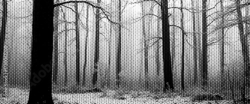 Black and white winter forest landscape with snow, frost, and trees in the morning mist.