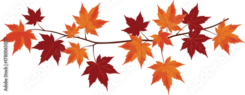 Autumn maple leaves branch illustration, red and orange fall foliage, seasonal nature design, realistic vector artwork for decoration and background