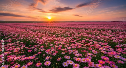 A vibrant field of pink flowers at sunset with a cloudy sky.