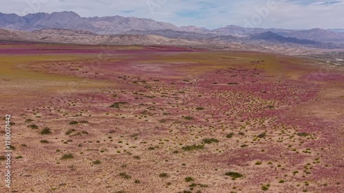 In one of the driest places on earth, the Atacama Desert, a flower blanket occurs every time the right amount of rainfall and temperature come together to awaken long-dormant seeds. 