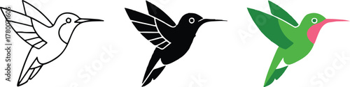 hummingbird three stage illustration from sketch to color vector